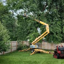 Best Tree Removal  in Williston, SC