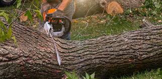 How Our Tree Care Process Works  in  Williston, SC